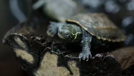 草龟怎么度过应激反应期,如何防止草龟的应激