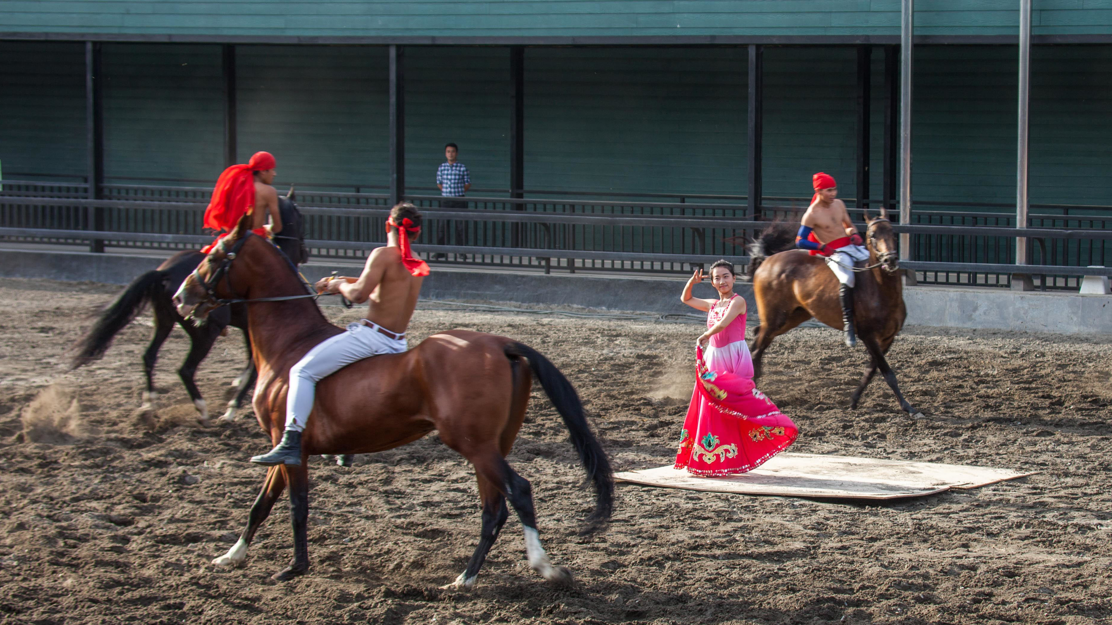 骏马训练方法视频,骏马的训练