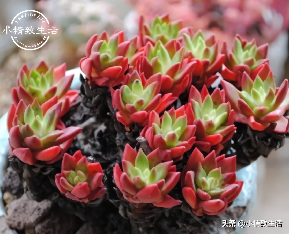 多肉植物有枯叶怎么办呢,多肉植物的枯叶要摘了吗