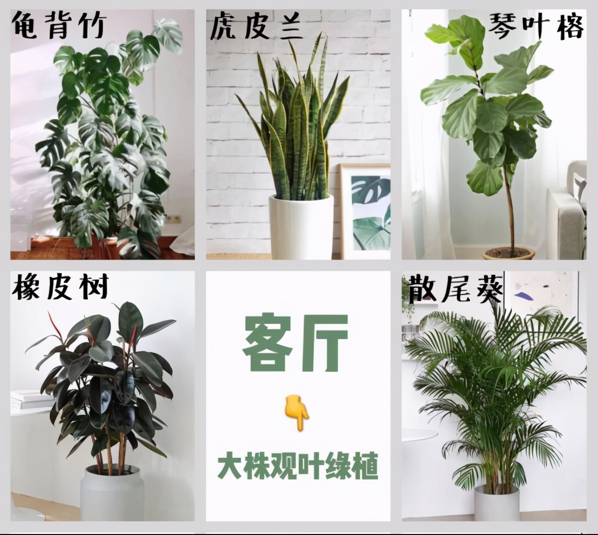 极简风格绿植店铺推荐 (室内店铺适合养的植物有香味)