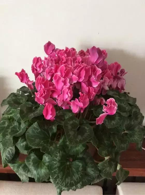 吊兰和绿萝哪个吸甲醛好养,绿萝和吊兰能清除甲醛吗