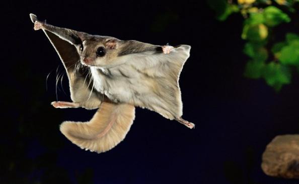 山海经中哪些是人类发现的,山海经中哪些真实存在的生物