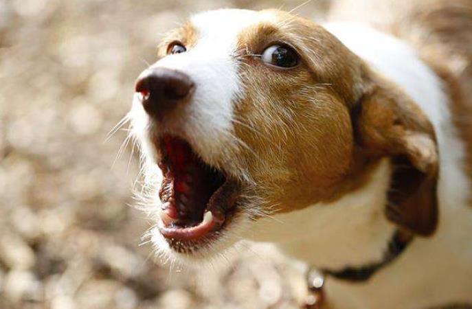 狗狗对着我叫是什么意思,狗狗对着主人叫是为什么