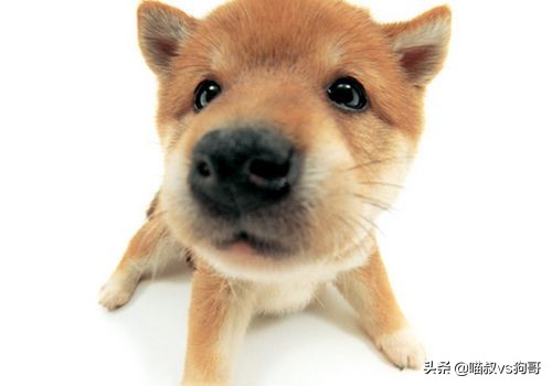 狗狗打架伤口感染硬块怎么处理,狗狗打架受伤后涂药膏多久恢复