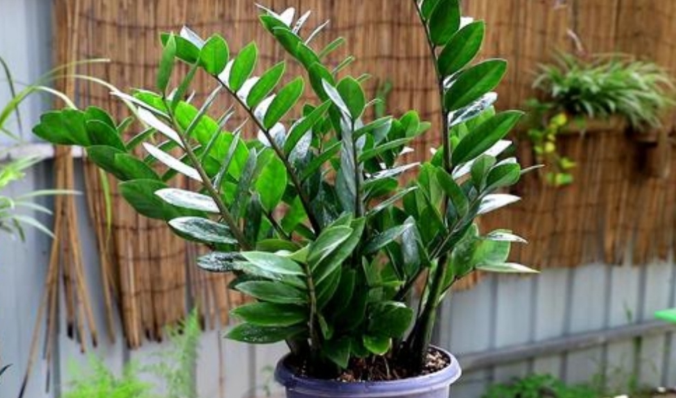 养金钱树花小窍门方法,金钱树怎么养才能长得旺盛