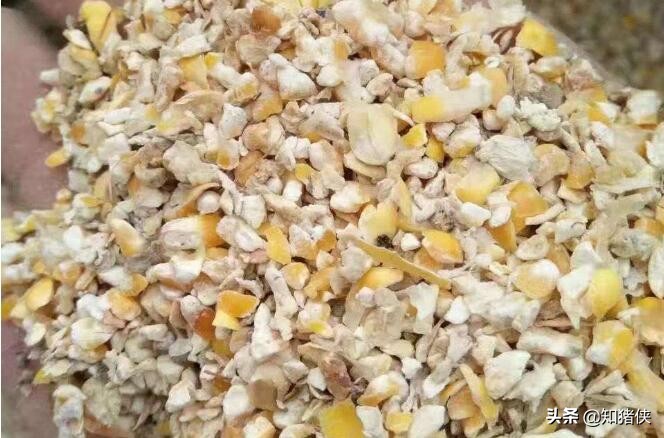 饲料发霉了怎么喂鸡呢,饲料发霉怎么喂