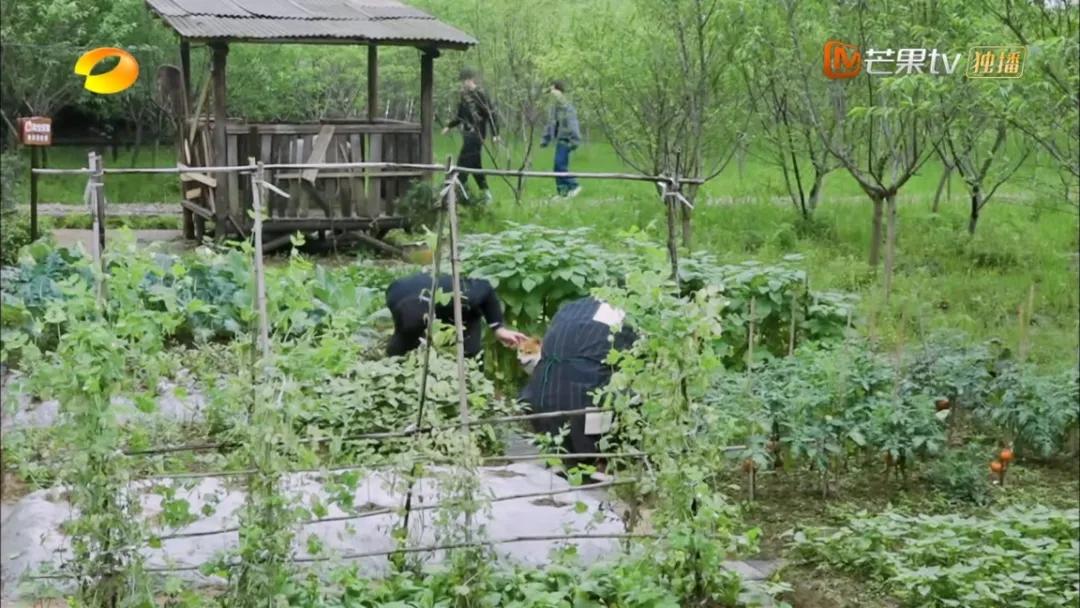 适合懒人家庭种菜100种,家里种菜这3种就够了