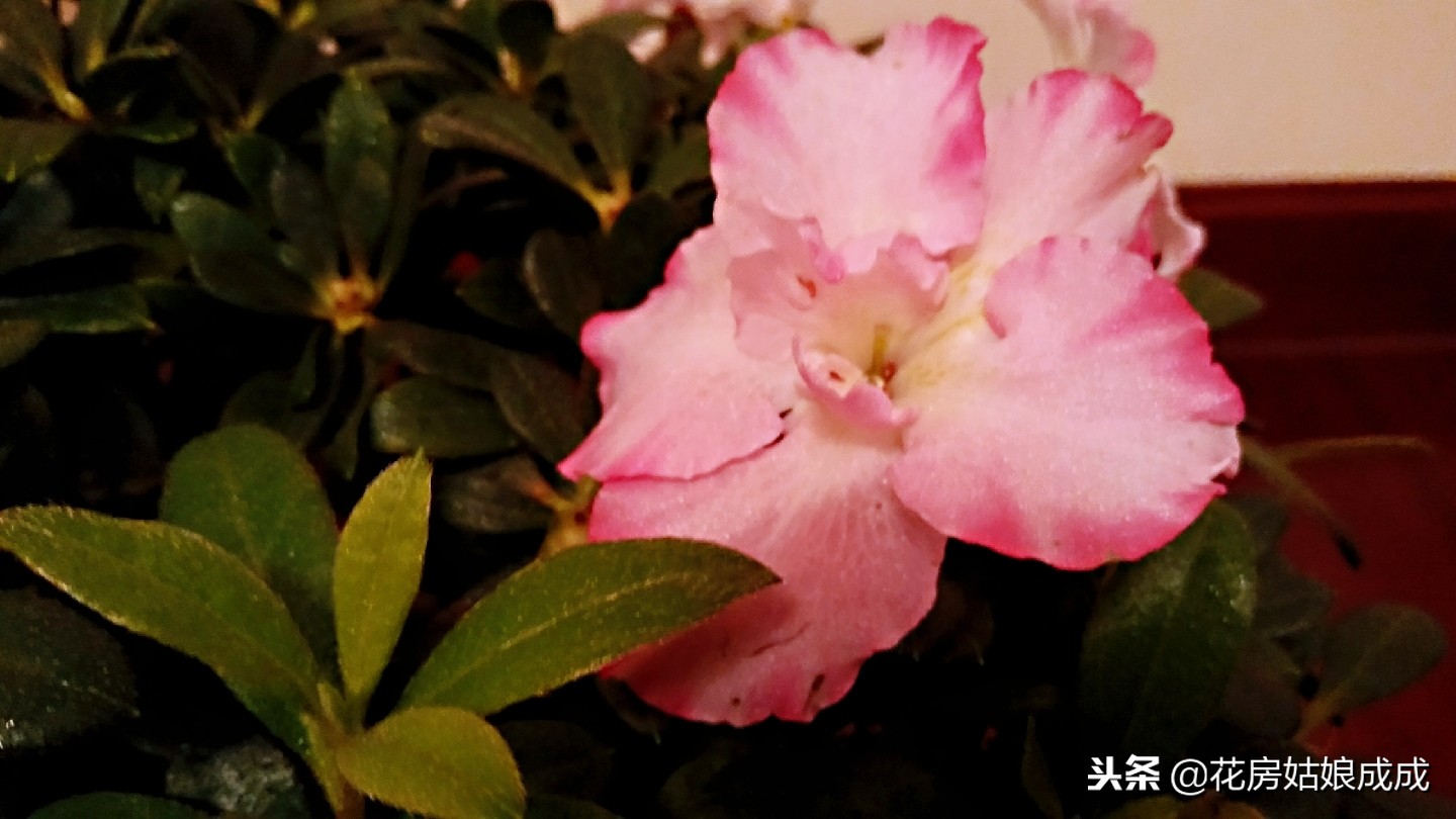 杜鹃花掉叶子怎么补救,杜鹃花掉叶的补救方法