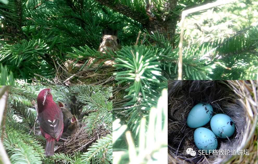 科学家如何观察植物,鸟类的研究方法