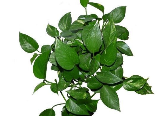 有效去除甲醛的是什么植物,除甲醛比较好的室内植物又好养活