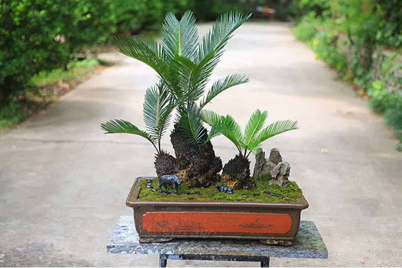 迎接COP15，保护生物多样性丨长江里有什么之“巴蜀之宝”苏铁