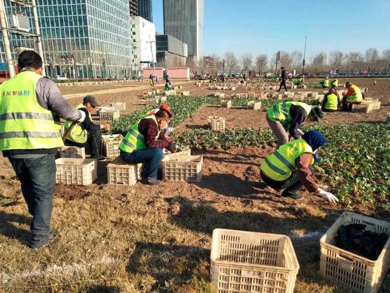 相约油菜花海完整视频,泰达油菜花海