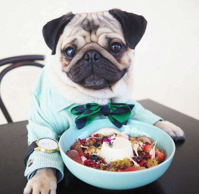 巴哥犬绝对不能吃的九种食物,巴哥犬是一次喂饱还是少食多餐