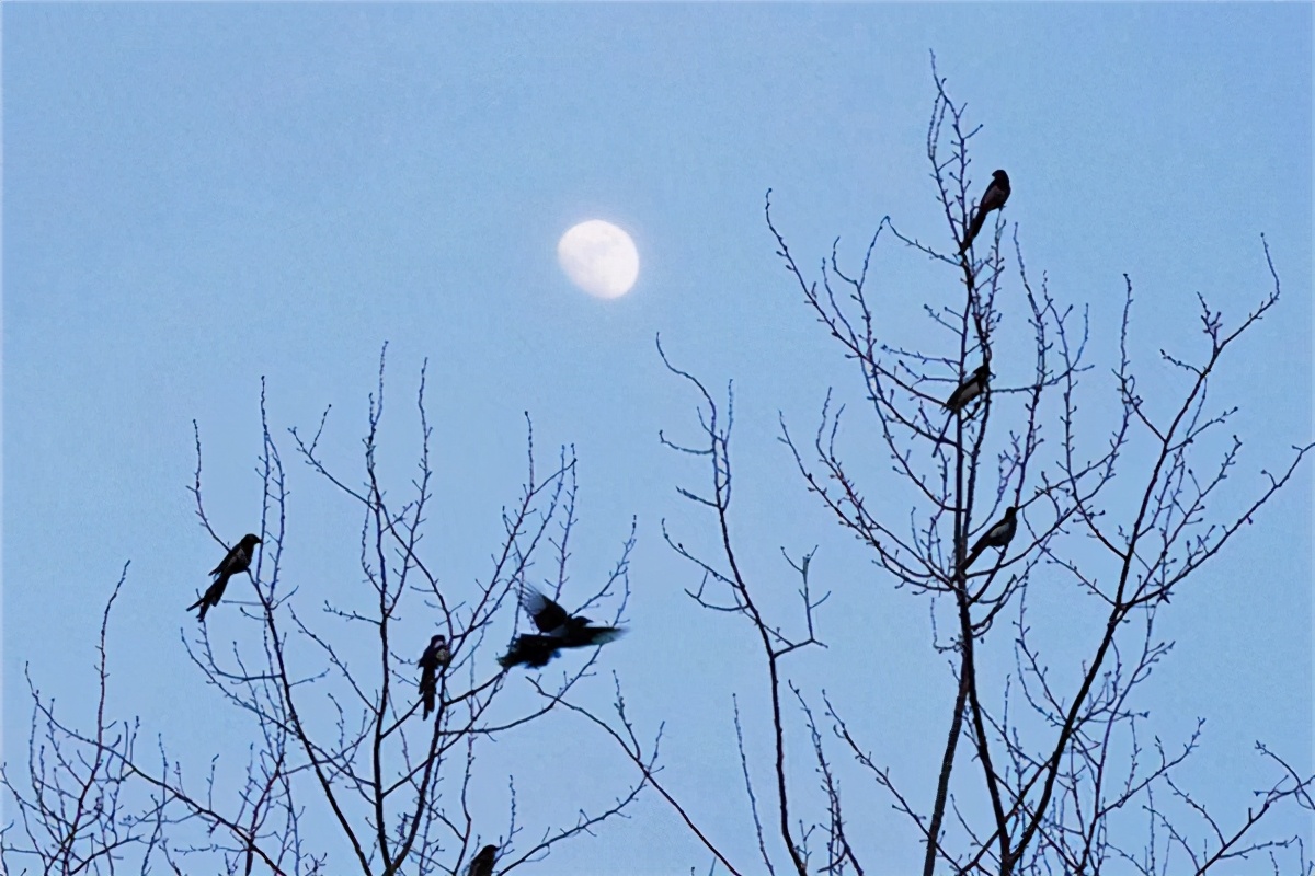 辛弃疾半夜写西江月,辛弃疾西江月写于哪一年