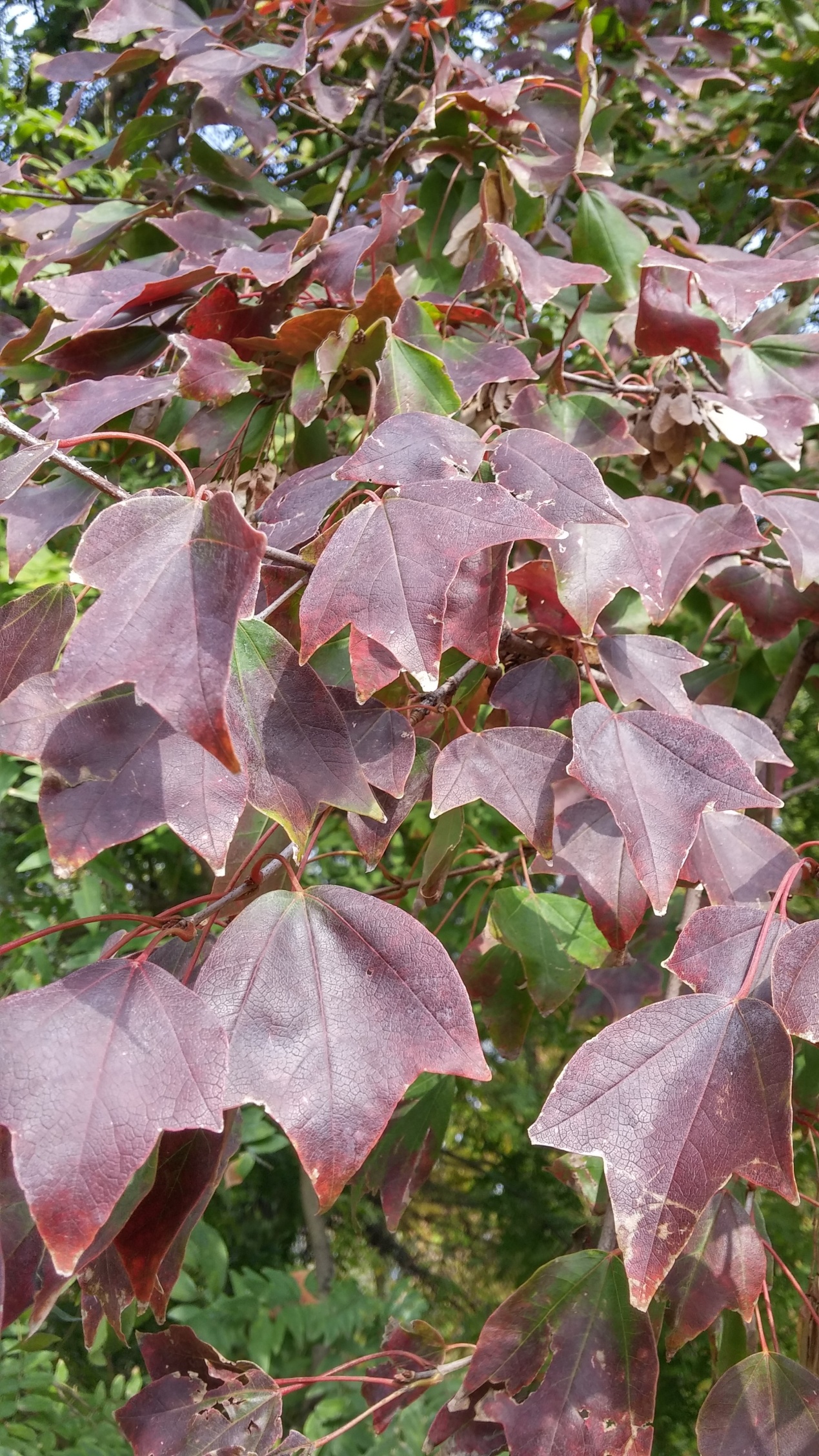 园林树木修剪的五种基本方法,园林树木修剪的正确方法