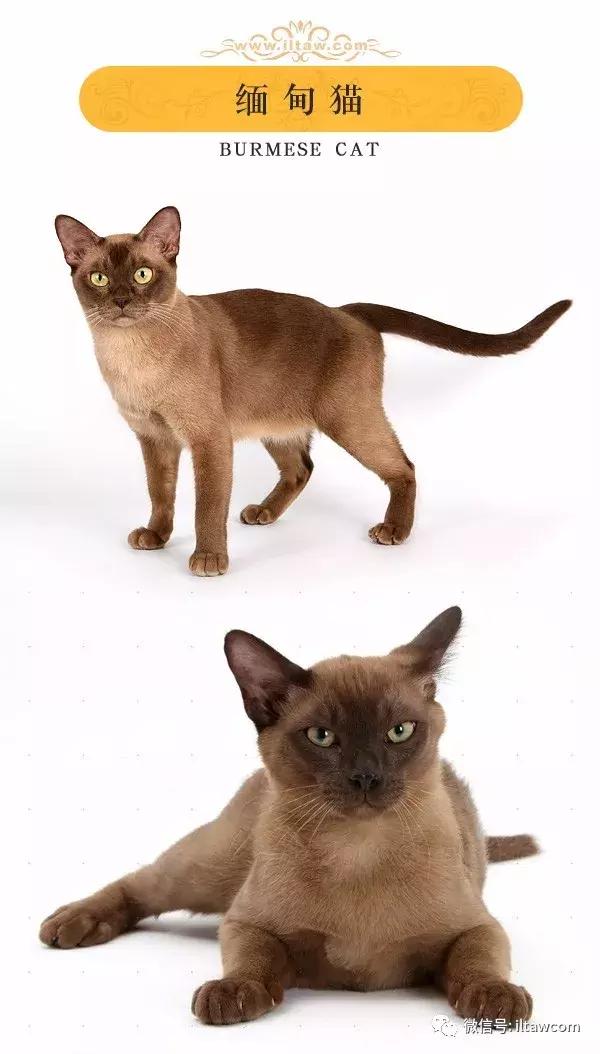 搜猫咪各种图片,世界猫咪图录