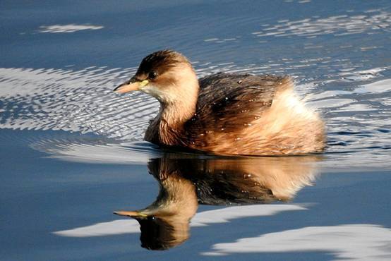 看鸟类视频,各种鸟类过冬姿态