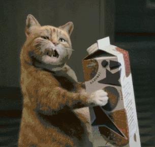 小猫喝纯牛奶会不会出事,小猫喝牛奶死了