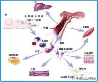 人体干细胞最新成果,最厉害的干细胞排行榜