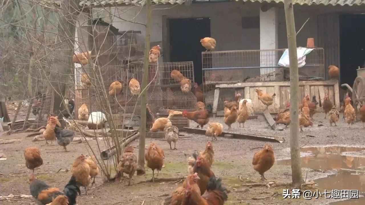 树林养鸡一年可以挣多少钱,70亩树林养鸡利润