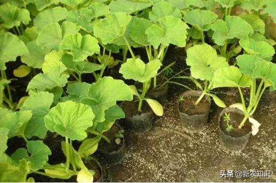 种植南瓜的管理方法,贝贝南瓜种植高产技术视频