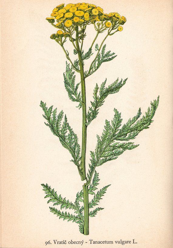 海狸尾巴汤,海狸尾巴与乌龟汤