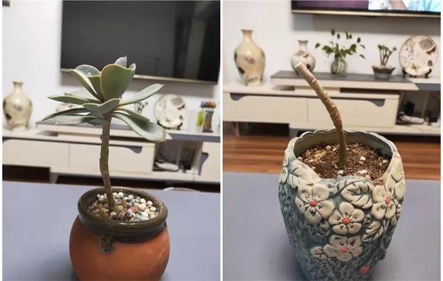 没躲过夏季多肉陡长,学习大神这样做,养成绝美老桩