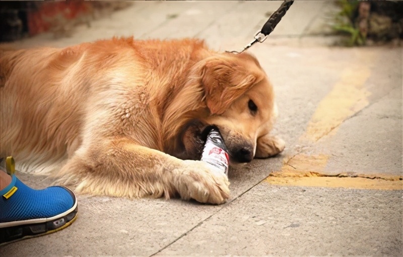 学会这七个秘诀训狗超简单,教狗狗本领怎么教