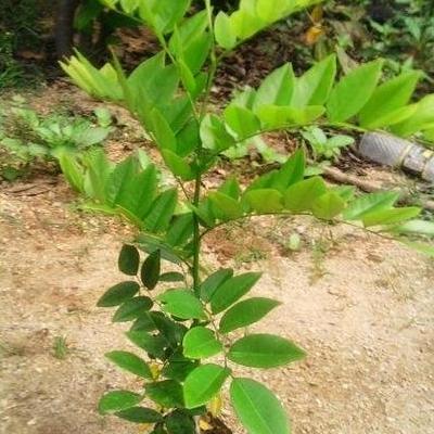 名贵木材高档家具黄花梨,黄花梨生长环境及温度