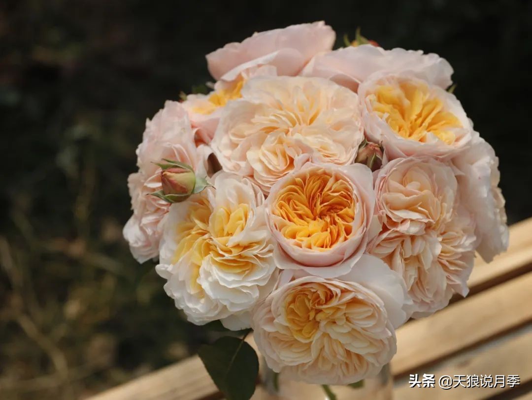 优雅女士月季花,奇葩月季品种图片