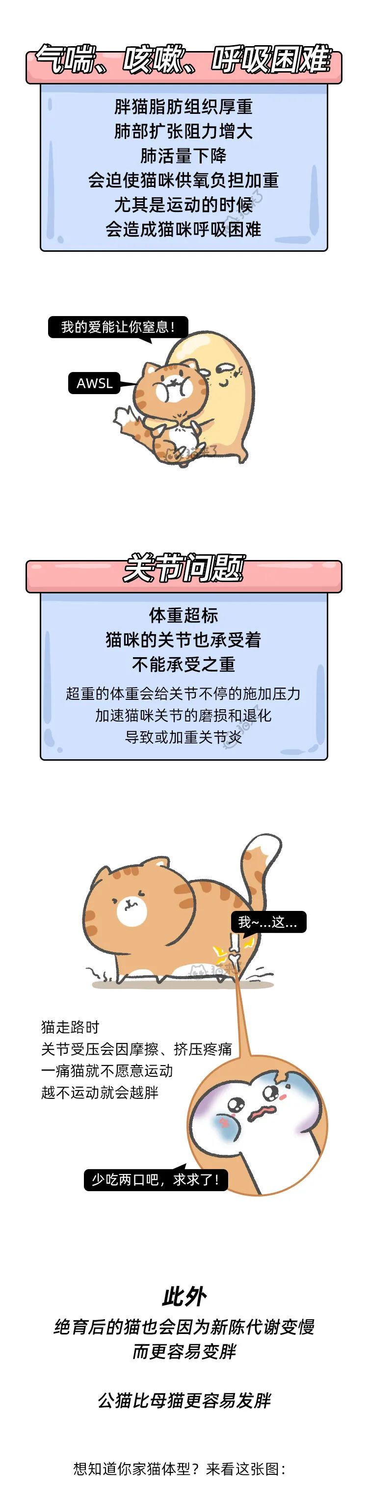猫咪很可爱但是没有尾巴,猫咪的行为为什么这么可爱
