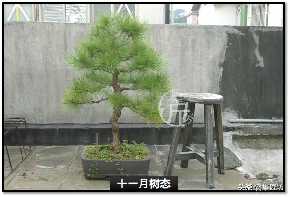 黑松盆景快速成型技术 (怎么让黑松盆景增粗变老不长高)