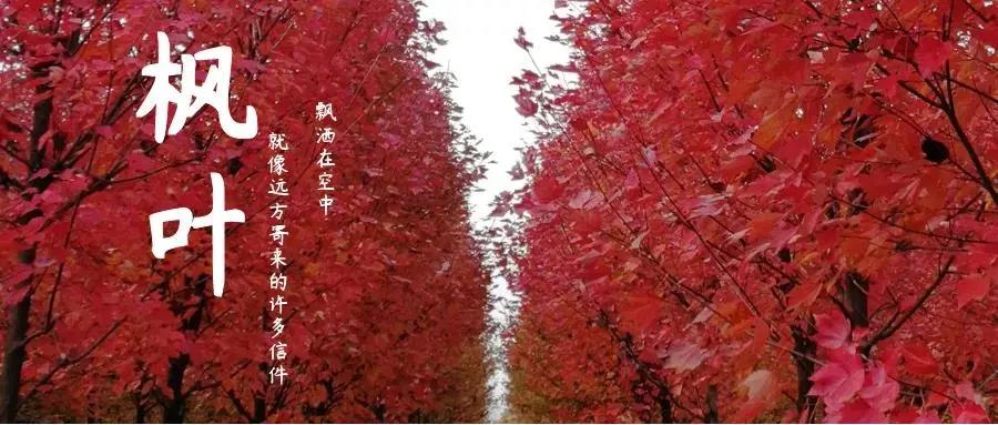 横山红枫岭风景区,唐昌镇横山红枫岭