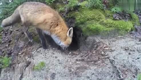 狐狸为什么喜欢在坟墓打洞,为什么狐狸经常把坟墓当作洞穴