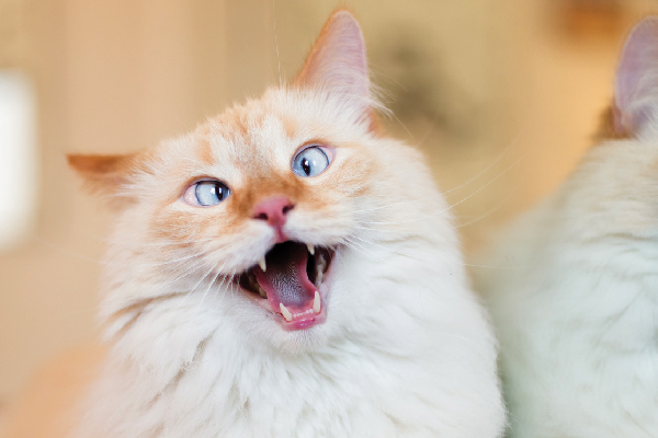 猫咪口臭去除,猫咪口臭的解决方法和调理方法