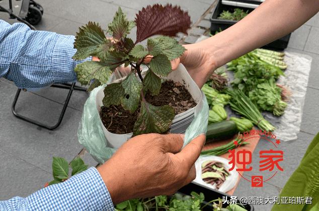 中国大爷在澳洲步行街摆摊卖菜惹争议,网友褒贬不一