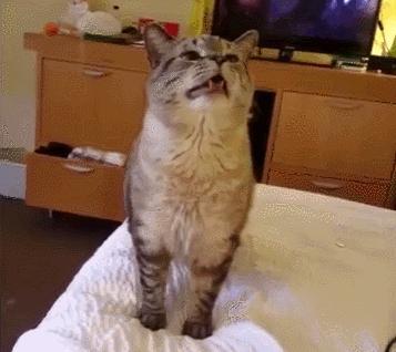 行走的蒲公英猫咪照片,行走的蒲公英猫品种