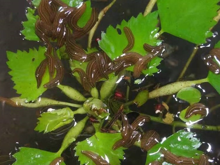 蚂蟥的养殖前景如何,蚂蟥养殖创业