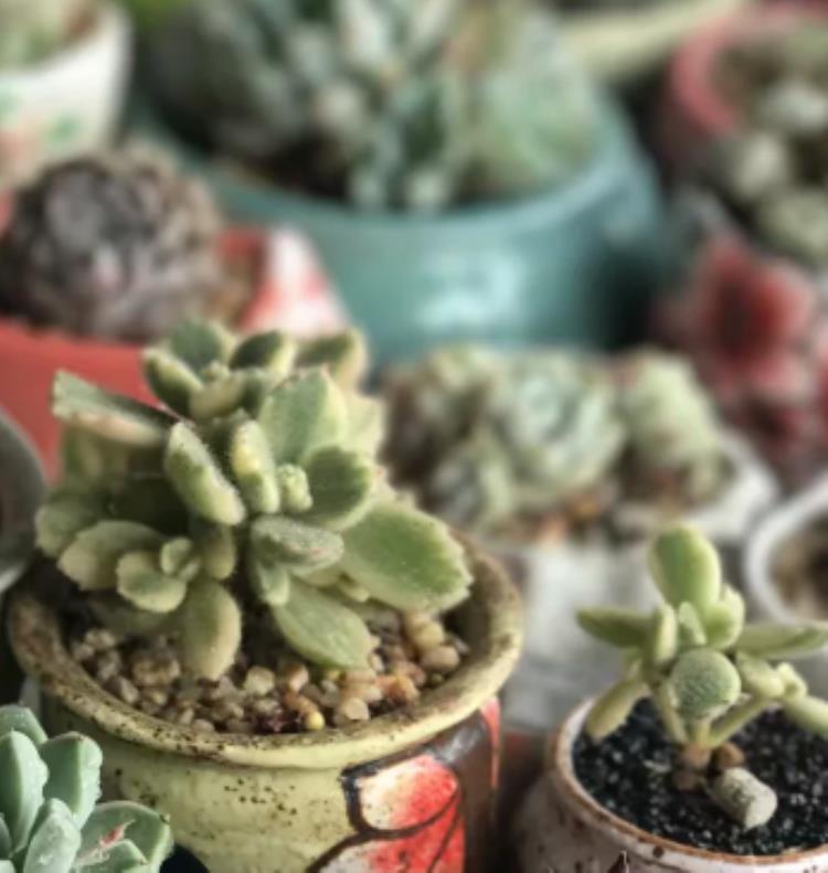 熊童子掉下的叶子怎么处理,熊童子掉下来的叶子可以怎么利用