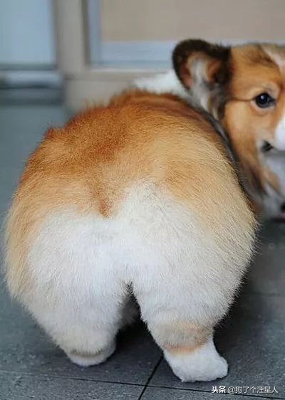 全国十大宠物狗排名榜,宠物狗排行榜前十名最好