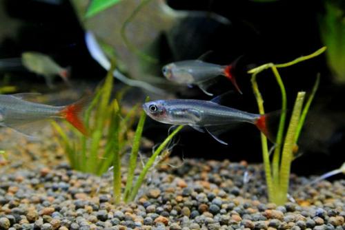 观赏鱼常见鱼病常用药,养观赏鱼必备哪几种药