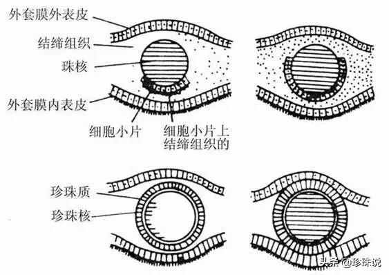 珍珠无暇不成珠吗,珍珠瑕疵问题