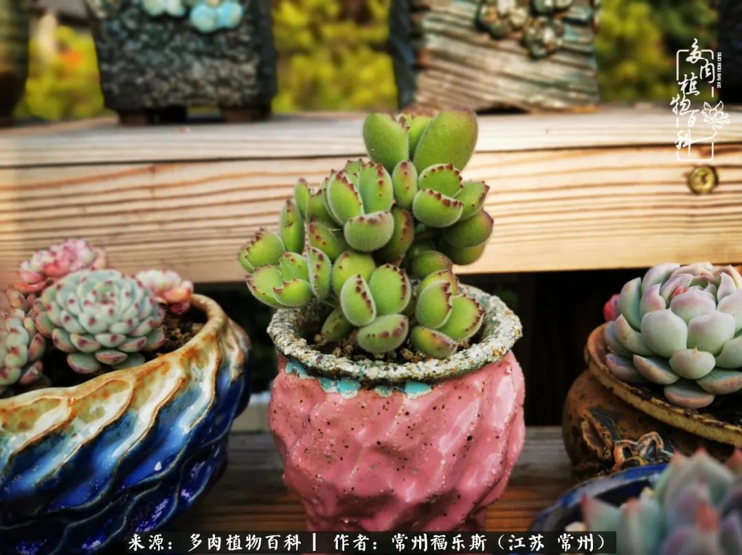 多肉是一处景物吗,多肉也有一道靓丽的风景