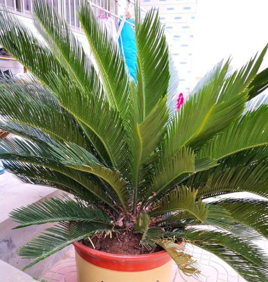 给铁树放硫酸亚铁,给铁树浇水注意事项