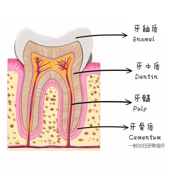 儿童糖果防蛀牙测评,儿童糖果防蛀牙面包