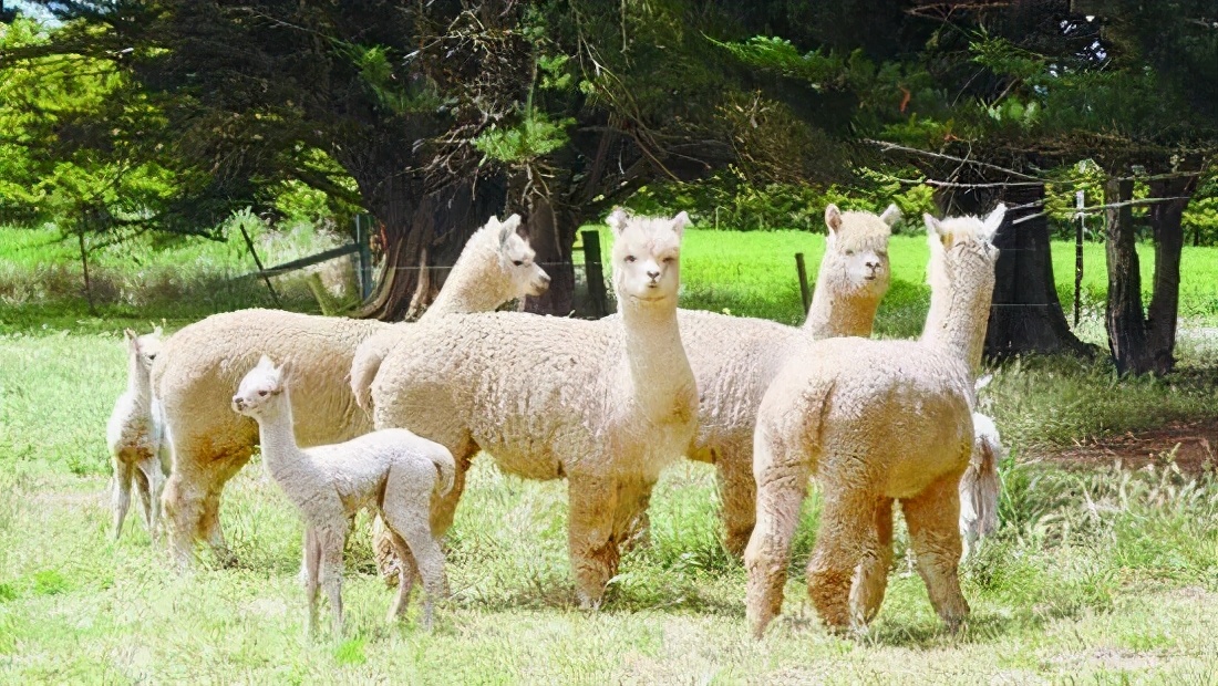 好看的带空间类小说推荐,随身空间田园小说
