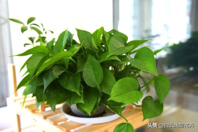 像绿萝一样很耐阴好养的室内植物,有没有像绿萝那样耐阴的植物