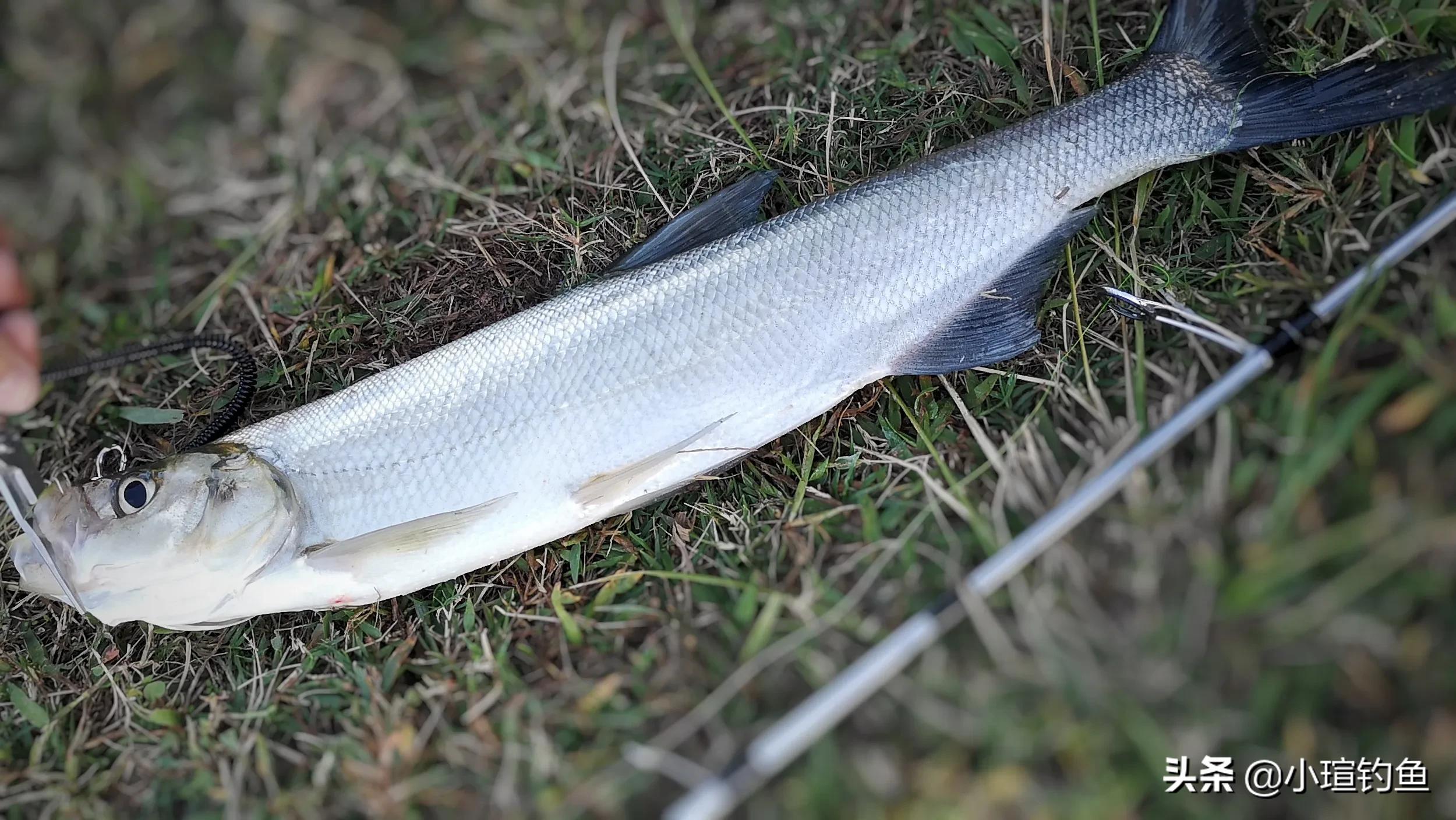 南昌有哪些地方可以路亚钓翘嘴,赣江路亚翘嘴