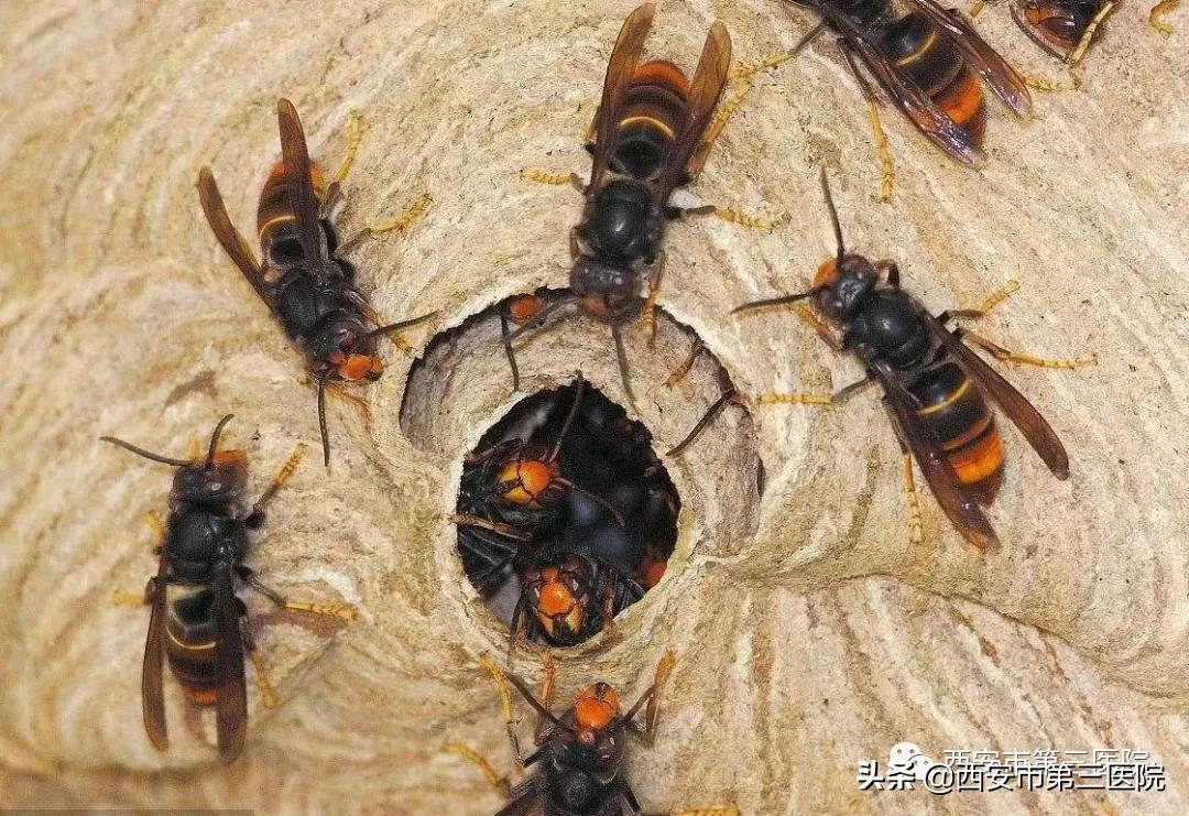 被蜂蜇伤应如何急救处理,被蜂蜇伤怎么防治