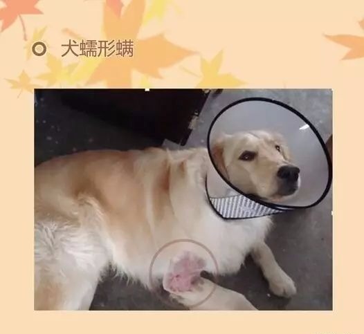 螨虫真的有必要除吗,真的有这么多螨虫吗辟谣